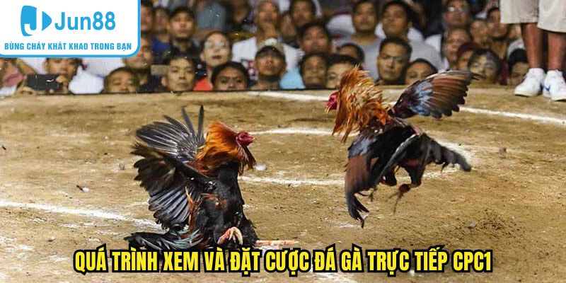 Quá trình xem và đặt cược đá gà trực tiếp CPC1